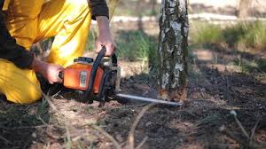 Best Tree Removal Services  in Union Hill Novelty Hill, WA